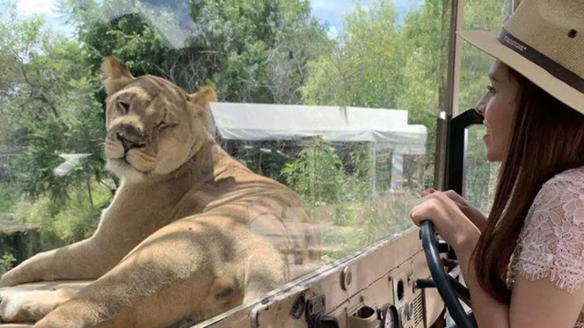 Tras la pandemia de Covid-19 diversas actividades se han incluido en la nueva normalidad, tal es el caso de Africam Safari